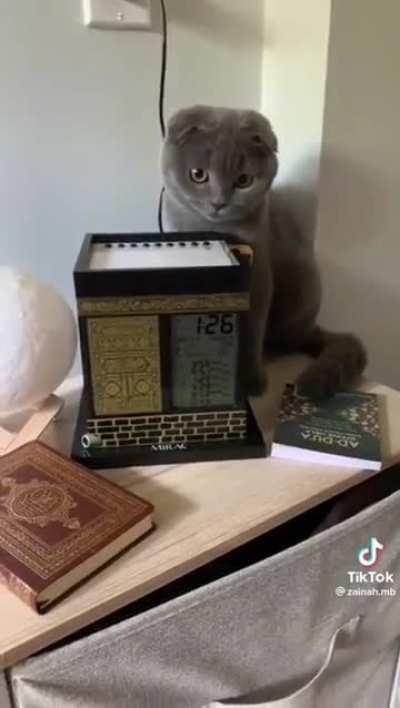 What's going on, little cat!