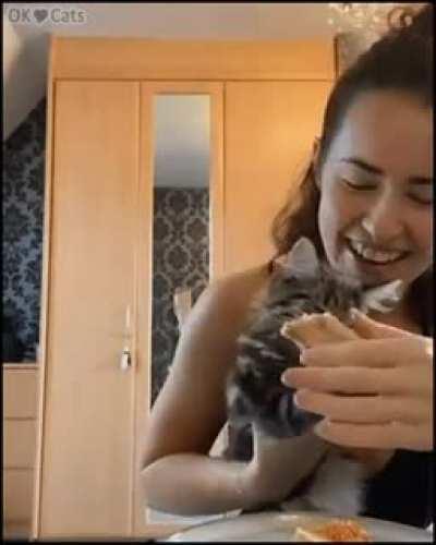 Cat just wants the pizza