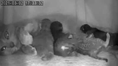 Meet Nux. They might be 2 days old & the runt, but they holds their own.