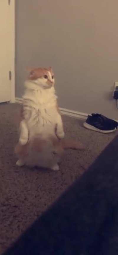 Cat.