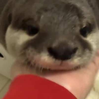 That's too cute I will die from cuteness 💖