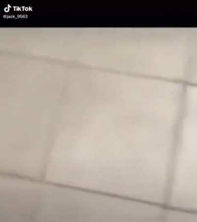 o dog estava no lugar errado na hora errada