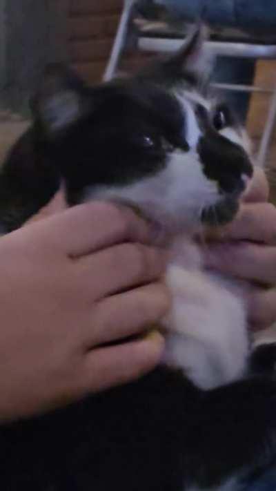 Randomly jumped in my lap for the scritches