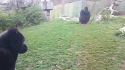 Look at this Gorilla