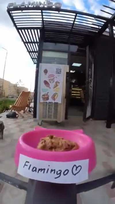Delivering food to a cat via a drone