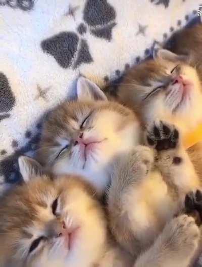 cuties, how many kittens can a cat have?