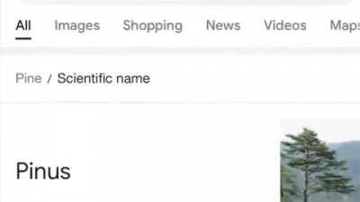 I have no words for such a name