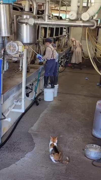 Mennonite kids doing the bucket walk