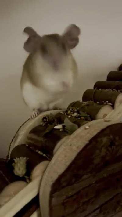 How to keep your whiskers clean - a tutorial by Kleo