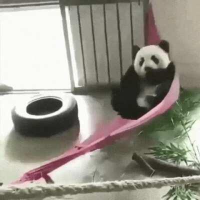 Panda in a hammock