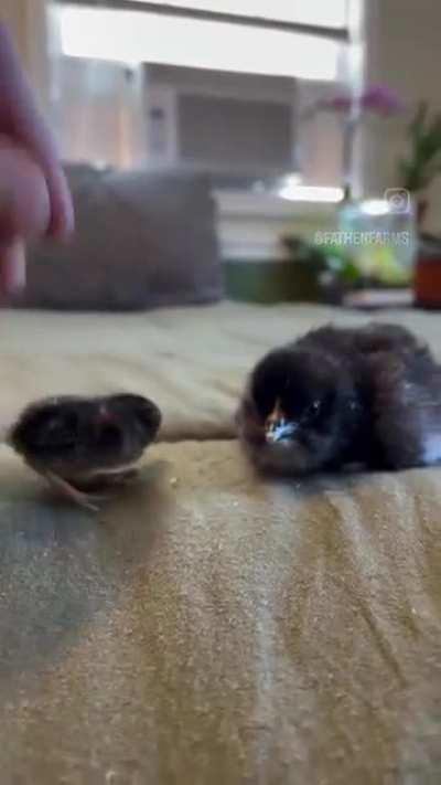 Baby Chicken vs Baby Quail