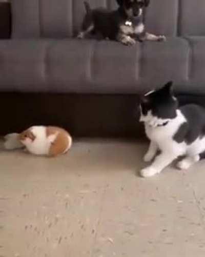 No! Don’t you touch him!