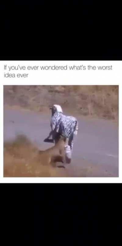 Real zebra almost dies in the wild 🦓 🏞️💮