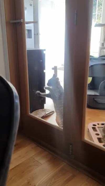 Milo will not stand for being shut out of a room. Any room. And he will tap and tap and tap until you let him in 🙃