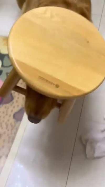 Good boi with good hat