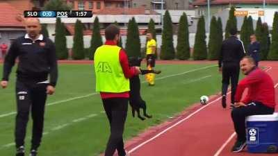 Dog interrupts soccer match in Bosnian Premier League...