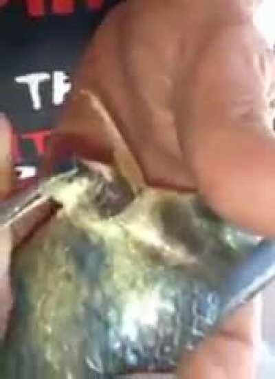 Removing a parasite from a fish