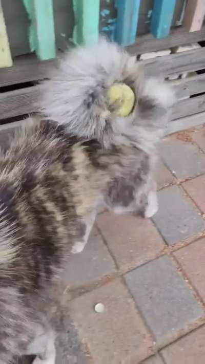 Rumours says the ball still there