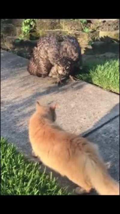 Cat Teleports to avoid Owls Strike