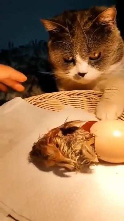 The cat protects and incubates the eggs to hatch them..