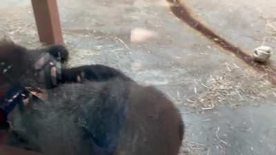 A baby Western Lowland Gorilla riding on moms back today.