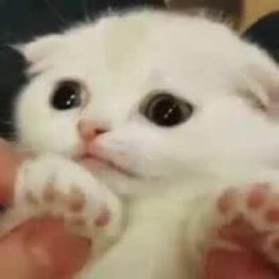 Sad little kitty cat