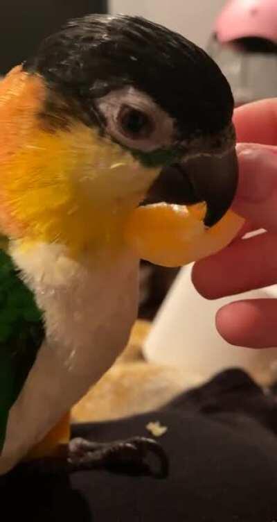 First time trying an orange as a treat.