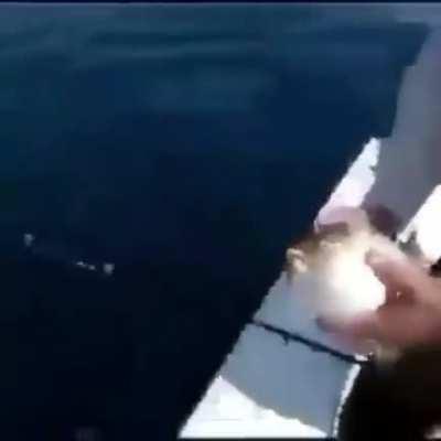 Puffer bomb, deals 100 flash damage when wet