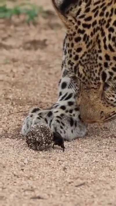 Leopard is also thinking awwvert