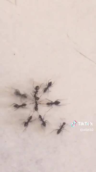 What exactly are the ants doing?