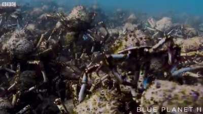 An army of Spider Crabs, gathering en masse near the southeast coast of Australia to shed their old shells. Throughout its lifetime, a spider crab can moult its shell as many as twenty times.