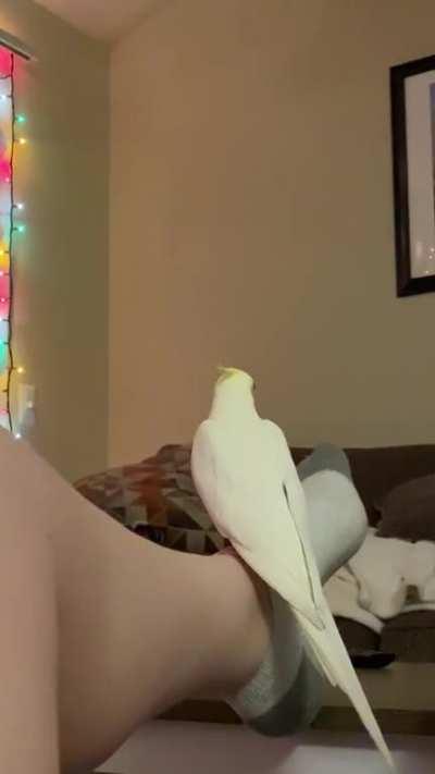 We call this the ‘teapot’