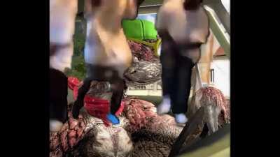 Why is the freaking options music so good in Frontier