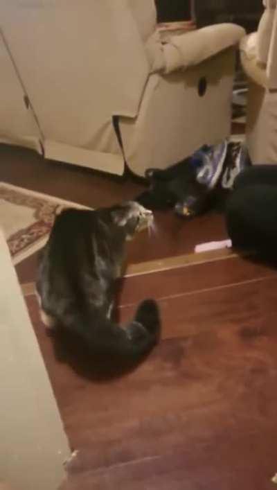 F your Halloween hooman, take that off