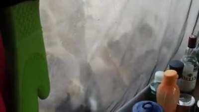 Вот тебе и доброе утро. Три льва пришли с утра слизывать конденсат с палатки.