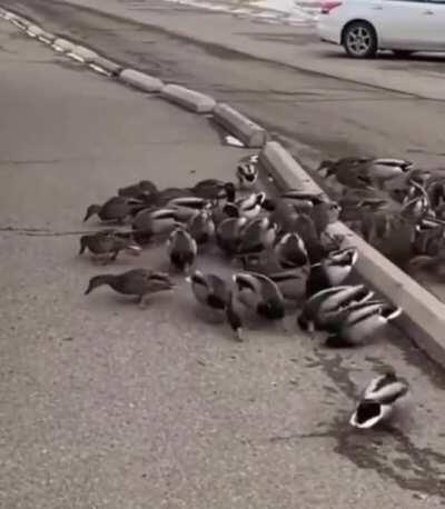 Just feeding the ducks