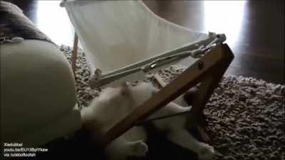 Cat learns to use a hammock