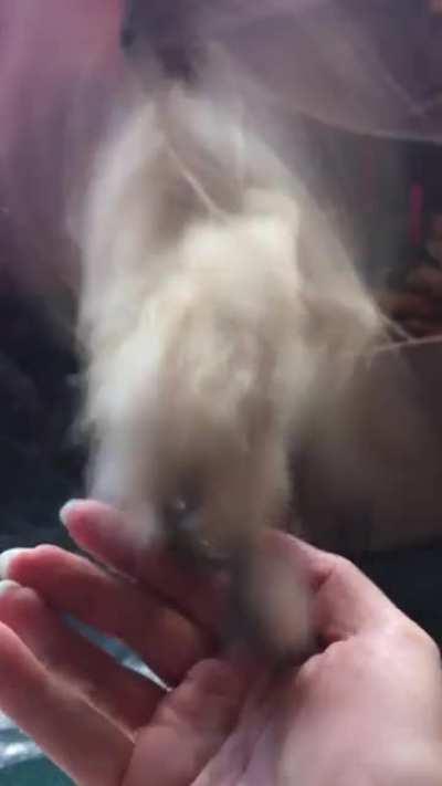 To get back to the coop.