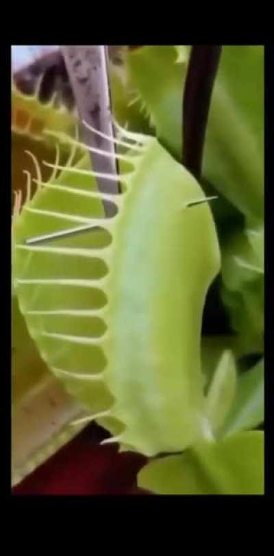 This insectivore plant got played