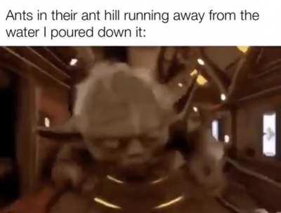 Ants like ketamine they do