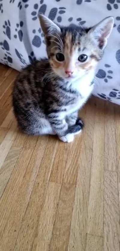 Hi everyone 🥰 I'm Sif. I just learned how to get up on the high dresser where my mom likes to sleep, so please excuse my hiccups on this video, but I just drank a whole lot of momma-milk without any interventions by my annoying little sis Nora 😂 Good to m