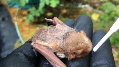Grounded pup makes a comeback. Eastern red bat female