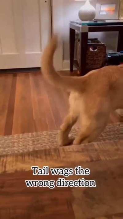 It's the tail for me