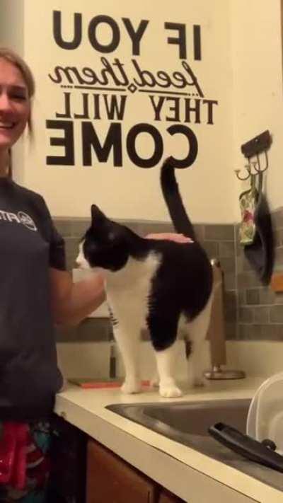 Cat begs to have his back scratched, and has the most hilarious reaction!