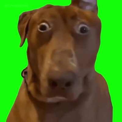 [GREEN SCREEN] Brown Dog with Shocked face Meme Template - Belle the Dog