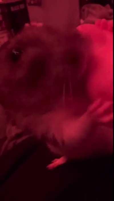 Anyone else’s rats lick your fingers this intensely?