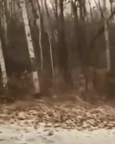 🔥 Siberian Tiger camouflage.