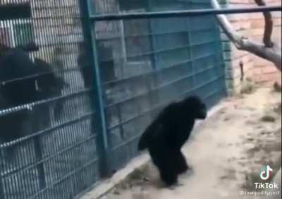 No one messes with monke