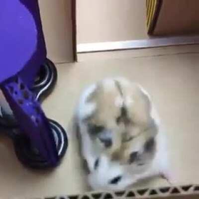 This may be the best 4 minutes 30 seconds I have spent on reddit