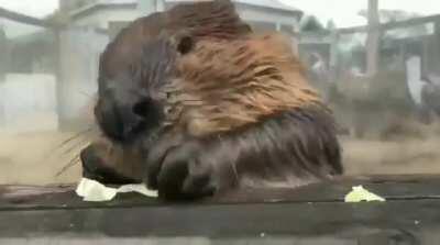 While most beavers are very self-conscious about their table manners and only eat with utensils, ones raised in captivity simply do not give a dam